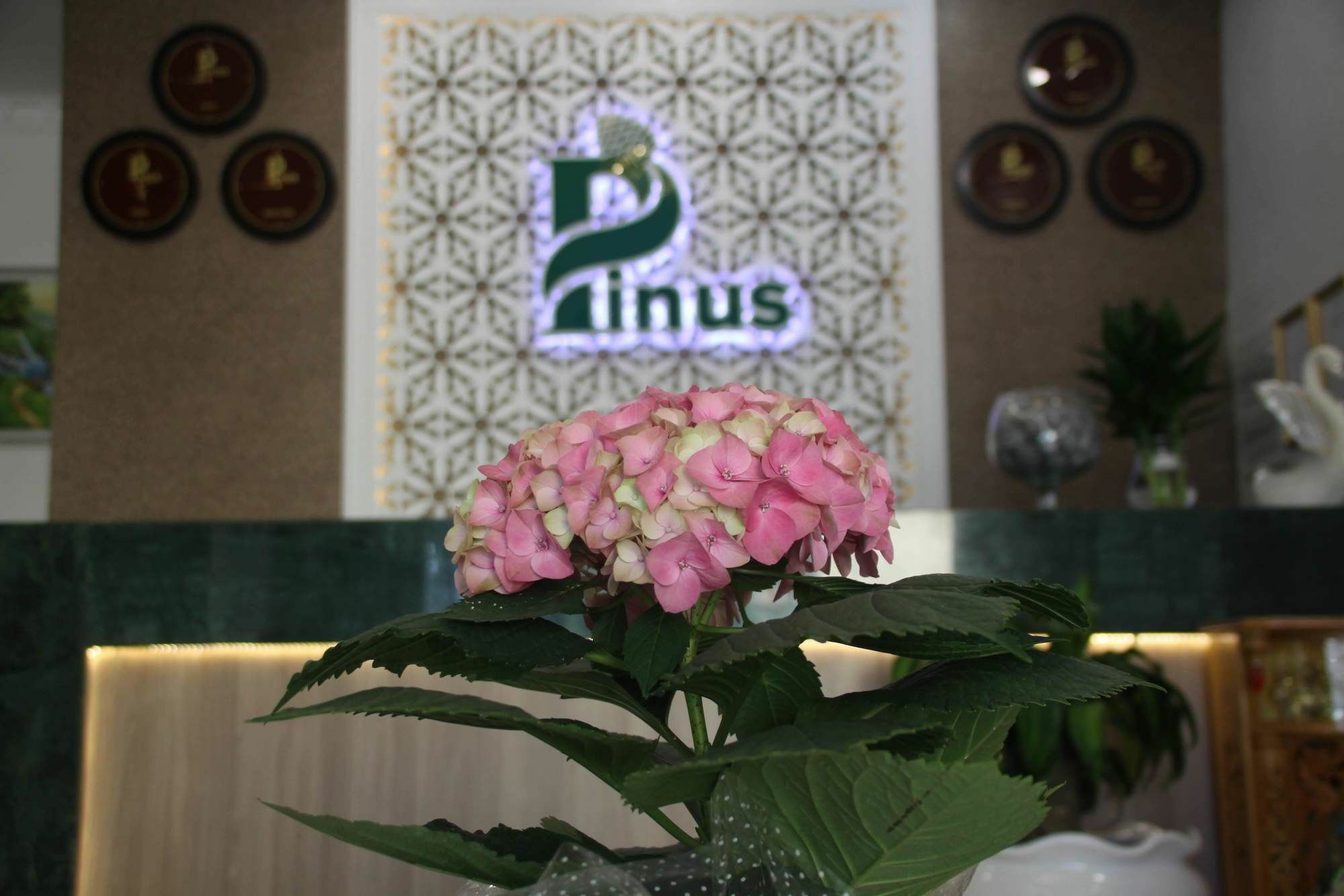 Pinus Hotel Đà Lạt Exterior foto